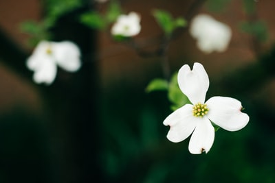 白花选焦摄影